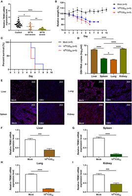 TRIM3 attenuates cytokine storm caused by Dabie bandavirus via promoting Toll-like receptor 3 degradation